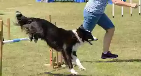 Dog In Competition