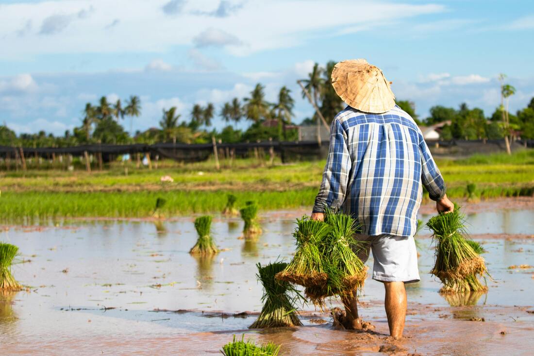 Farmer Walking Carrying Seedlings on Field