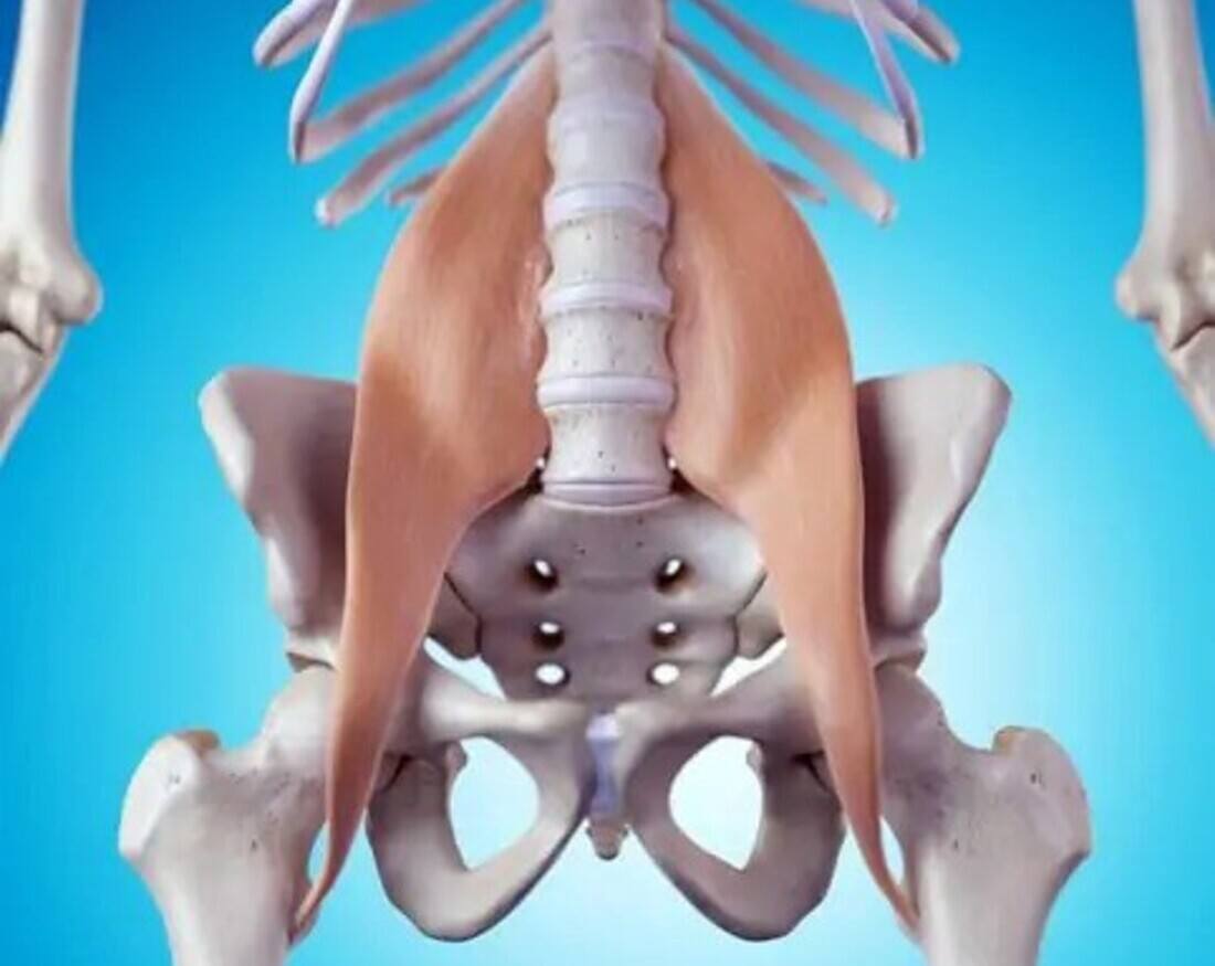 Hip Flexor muscles