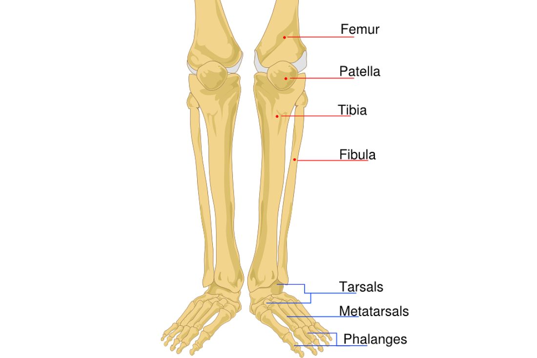 Labeled diagram of the human knee joint