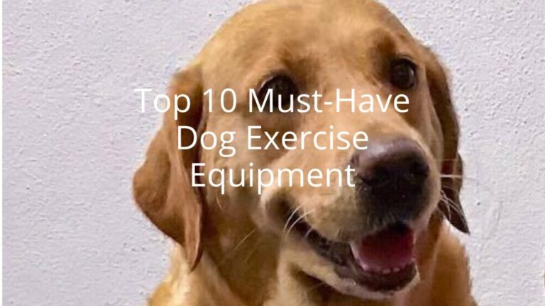 From Treadmills to Agility Sets: Top 10 Must-Have Dog Exercise Equipment for Every Pet Parent