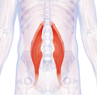 Position of hip-flexor-muscle