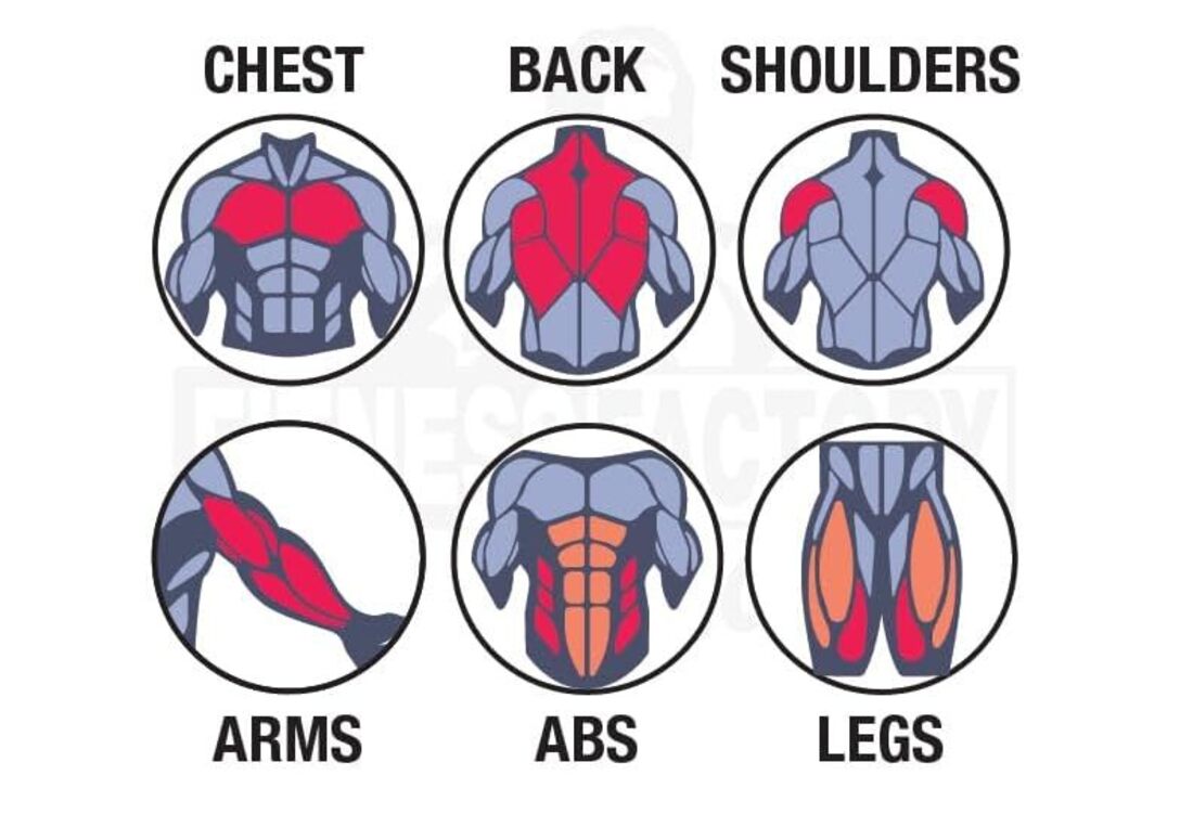 Targetted Muscle Group