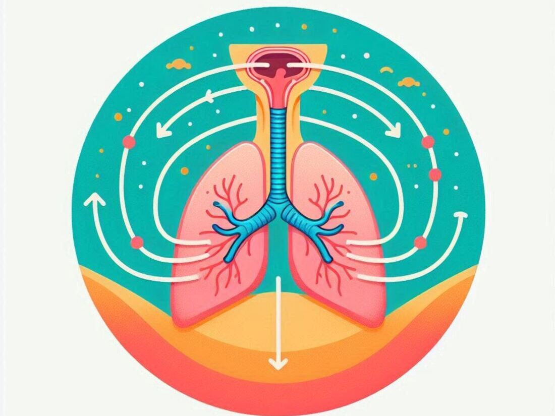 The diaphragm and the path of air during inhalation and exhalation