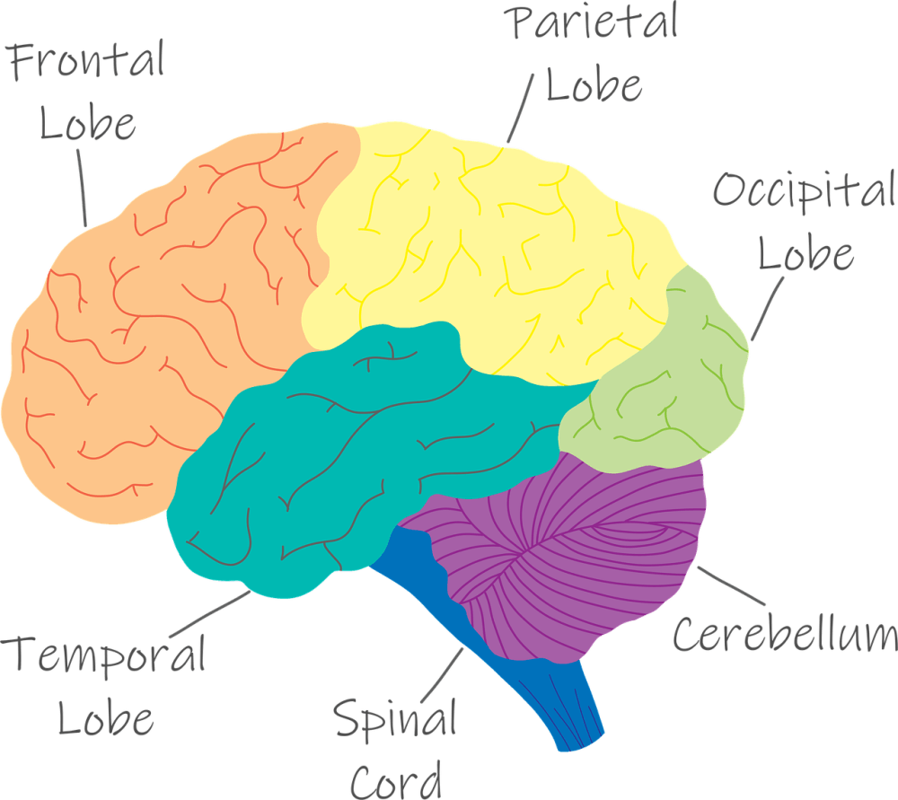 labeled-diagram-of-the-brain-highlighting-the-cerebellum